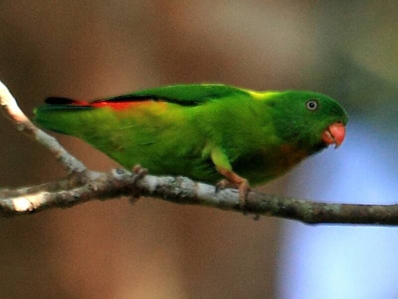 Yellow-throated Hanging-Parrot, 照片 4