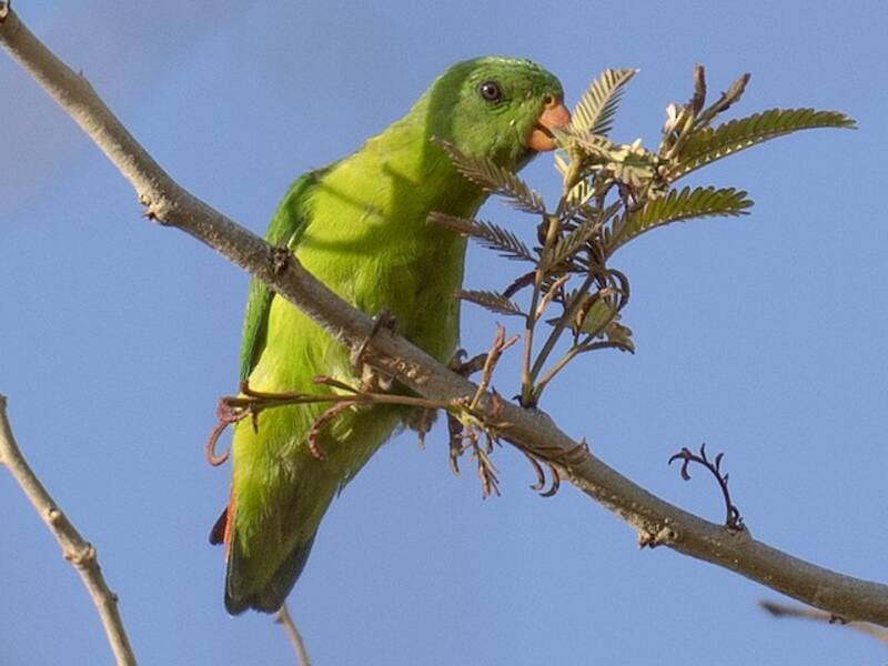 Yellow-throated Hanging-Parrot