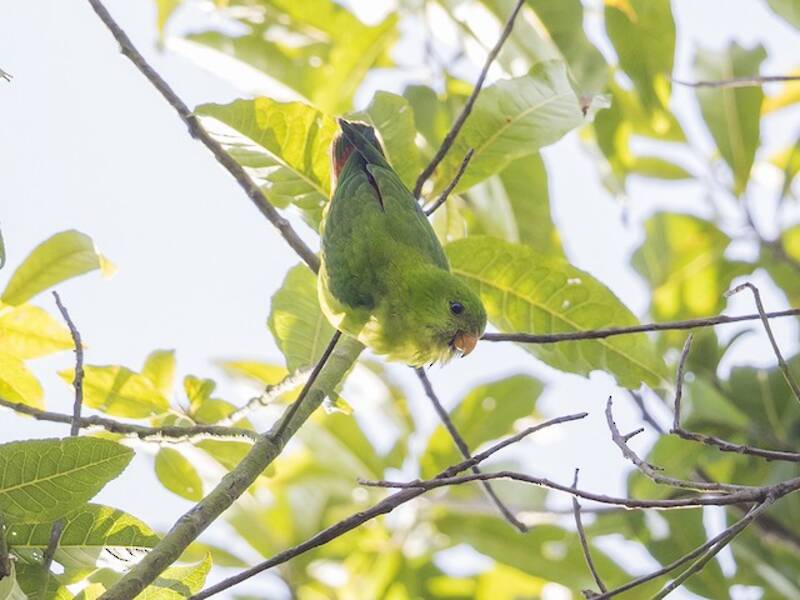 Yellow-throated Hanging-Parrot, 照片 2