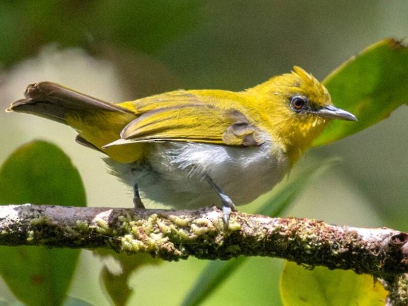 Gelbkehl-Brillenvogel, Fotos 2