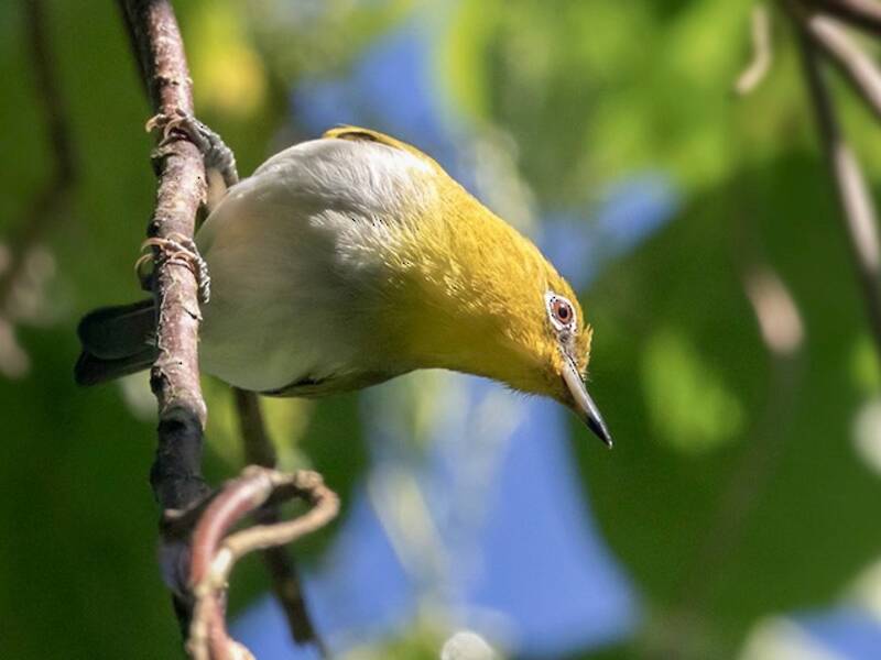 Gelbkehl-Brillenvogel, Fotos 4