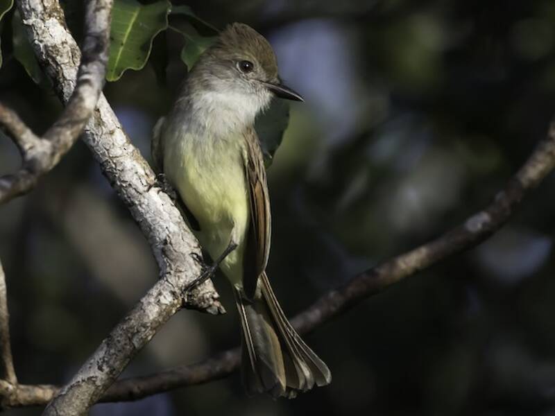 Yucatan Flycatcher