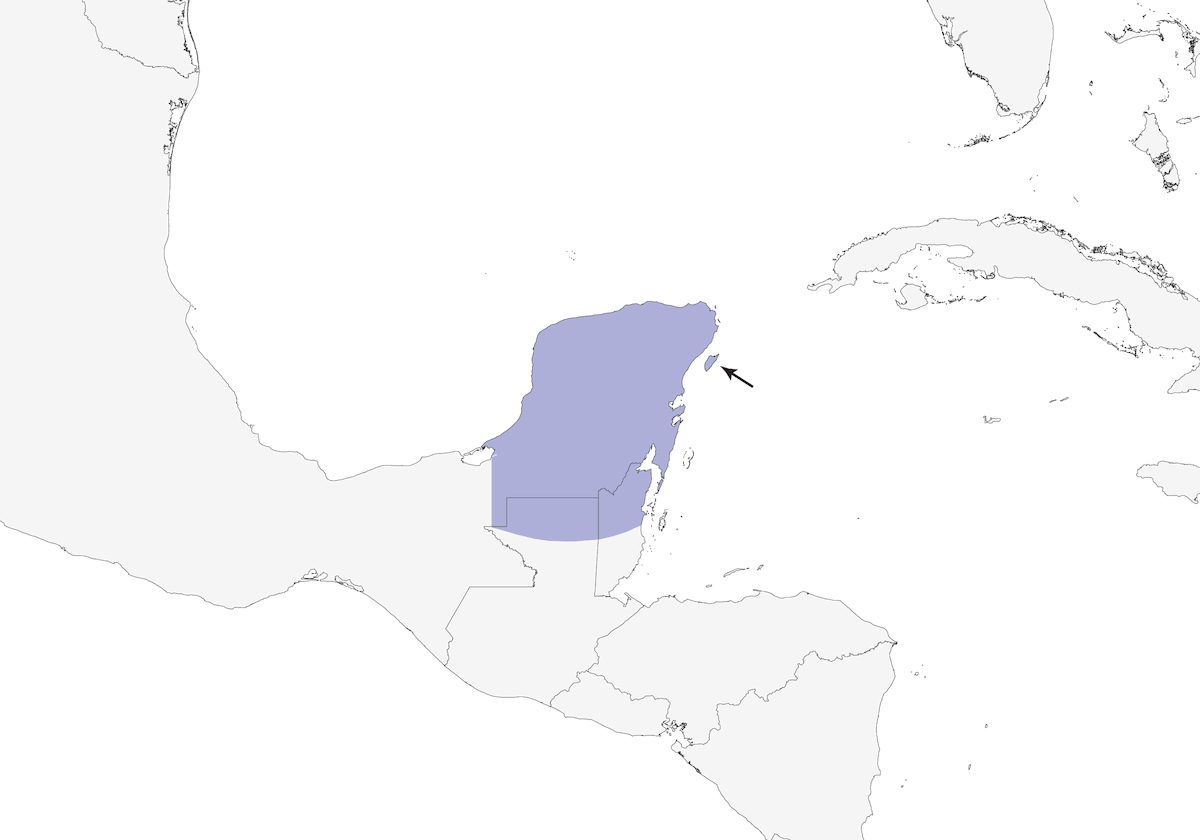 Papamoscas Yucateco, Distribución 1