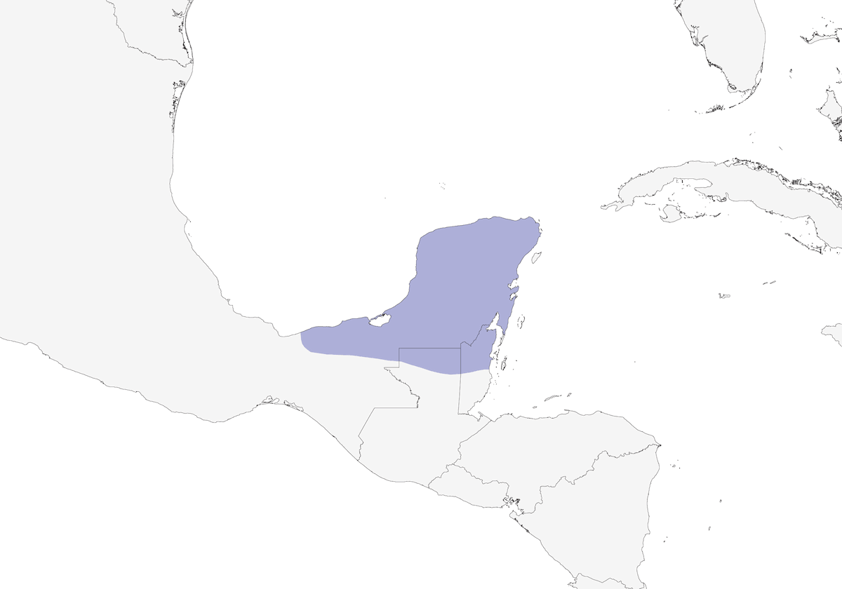 Geai du Yucatán, Distribution 1