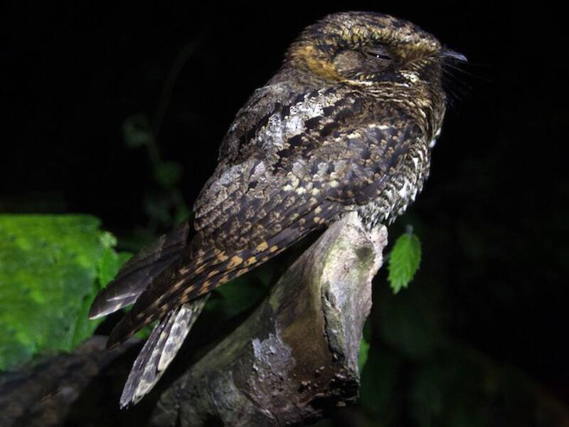 Yucatan Nightjar