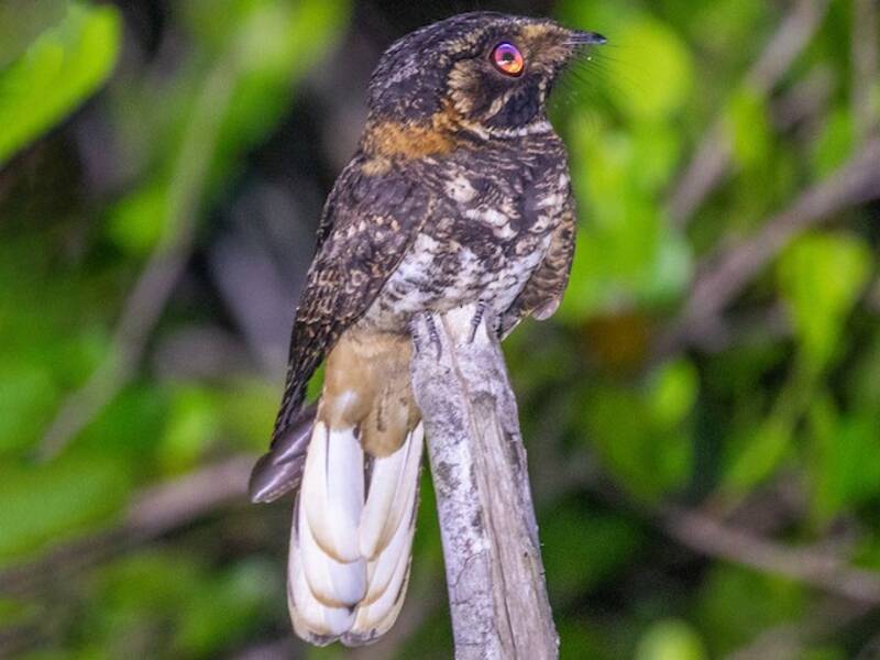 Yucatan Nightjar, Photos 2