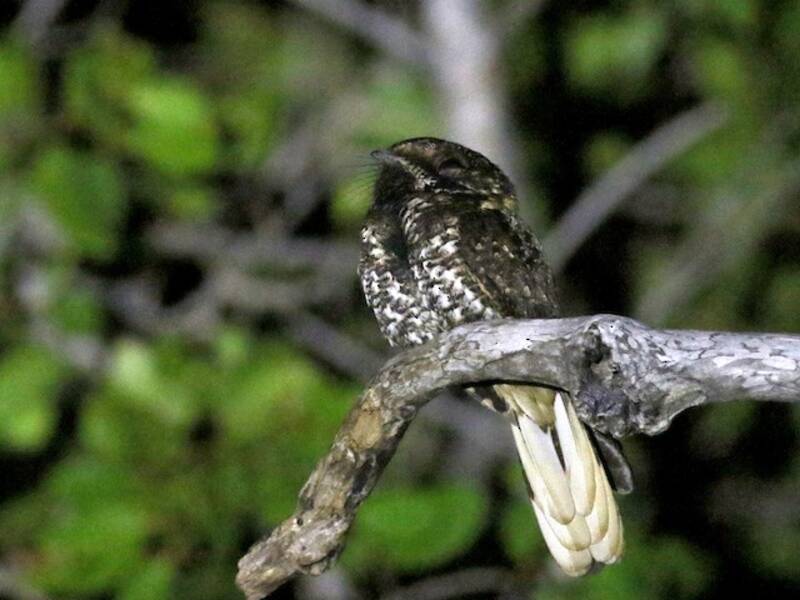 Yucatan Nightjar, Photos 4