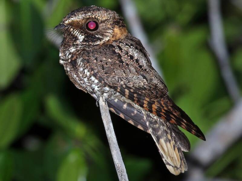 Yucatan Nightjar, Photos 3
