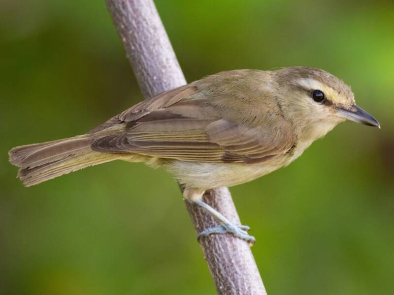 Vireo dello Yucatan, Foto 3