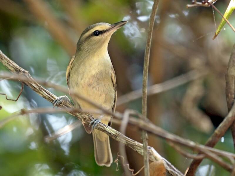 Vireo dello Yucatan, Foto 2