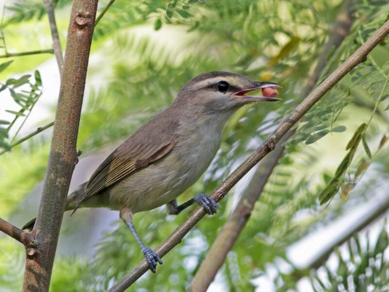 Vireo dello Yucatan, Foto 4