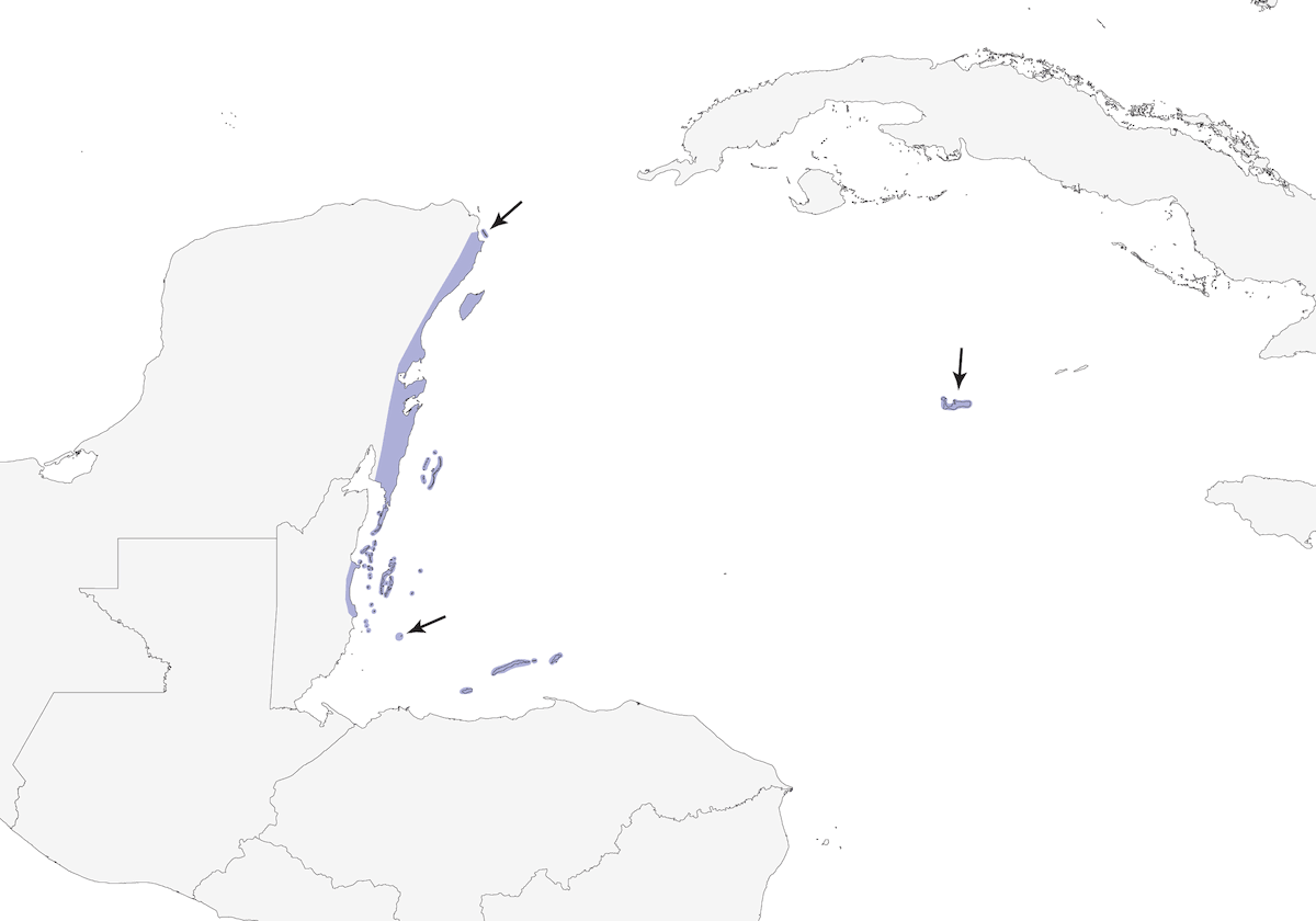 Vireo dello Yucatan, Distribuzione 1