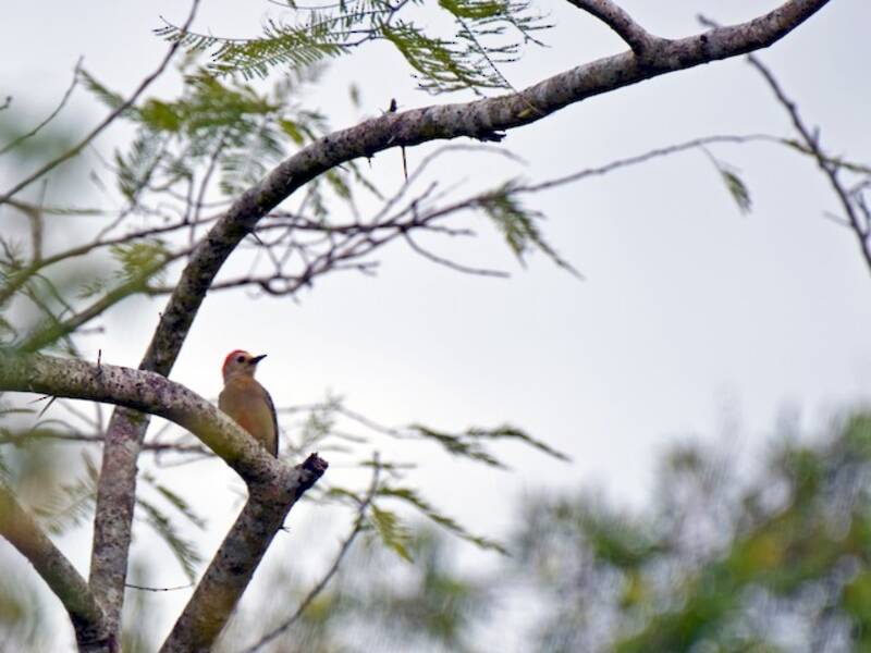 Yucatanspecht, Fotos 3