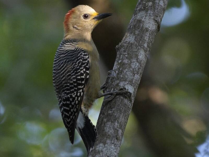 Yucatan Woodpecker