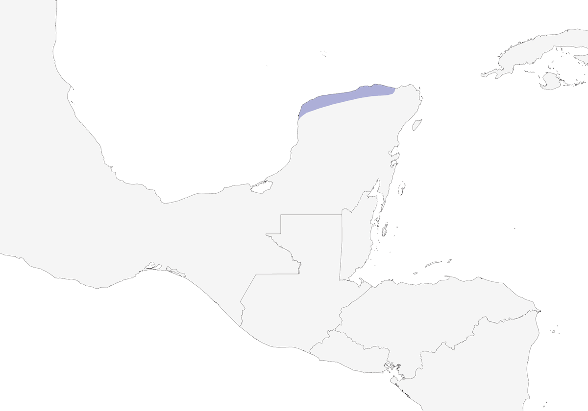 Yucatánzaunkönig, Verbreitung 1