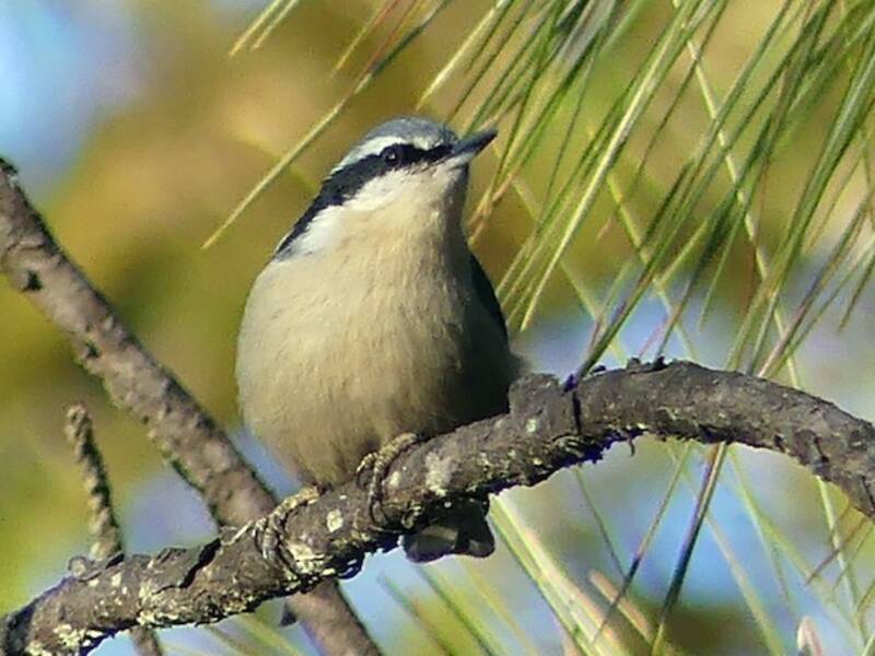 Yunnan Nuthatch, 照片 4