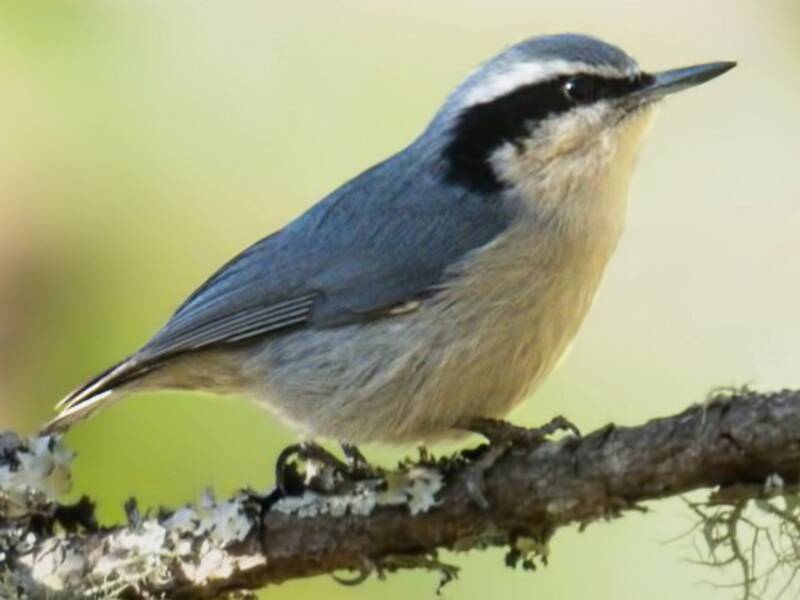 Yunnan Nuthatch, 照片 3