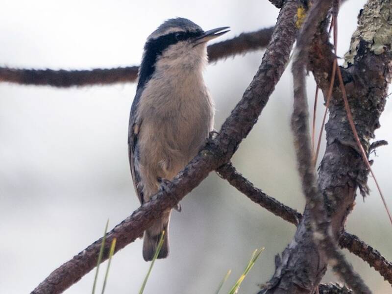 Yunnan Nuthatch, 照片 2