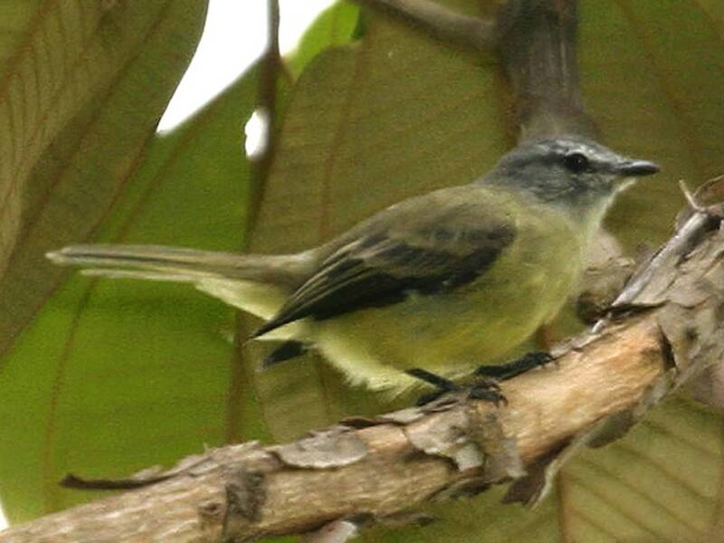Tirannetto delle Yungas, Foto 3