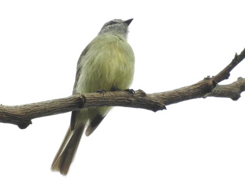 Tirannetto delle Yungas, Foto 4