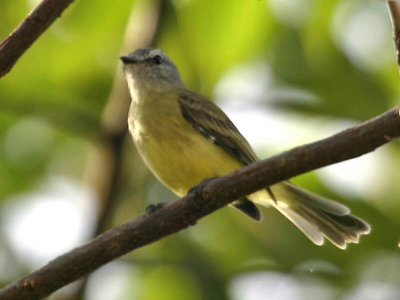 Yungas Tyrannulet