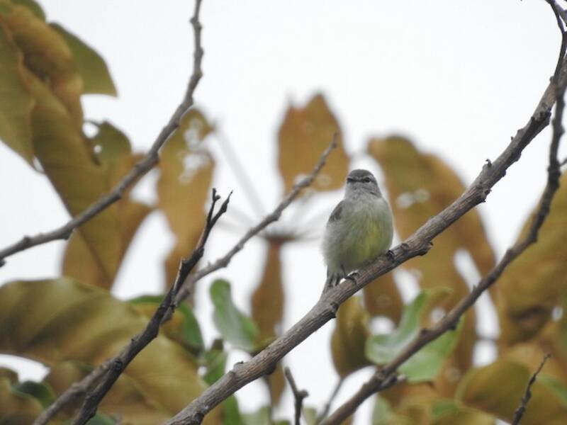 Tirannetto delle Yungas, Foto 2