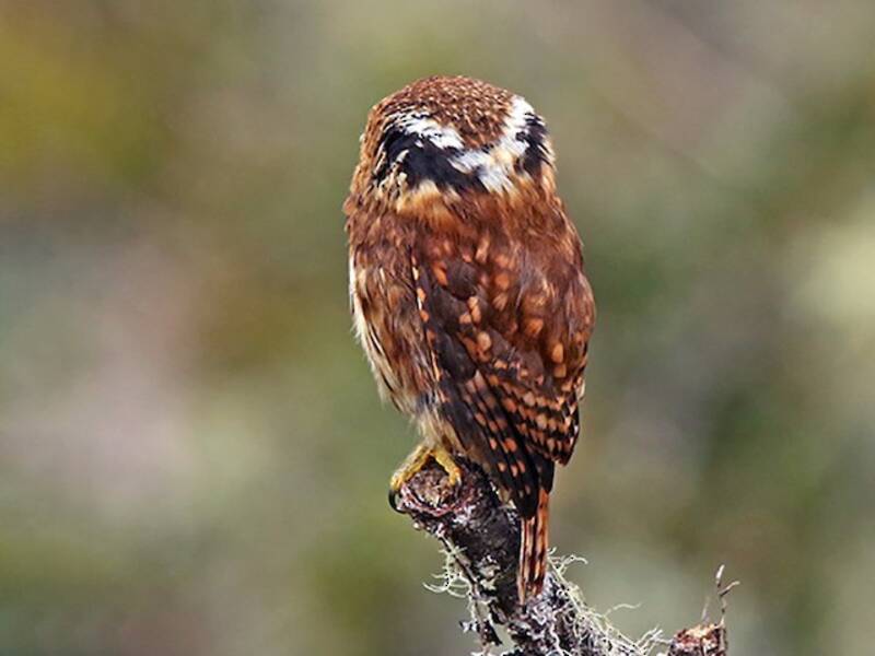 Yungas Pygmy-Owl, Photos 2