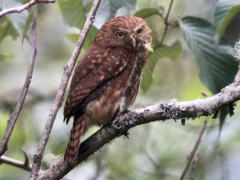 Yungas Pygmy-Owl, Photos 3