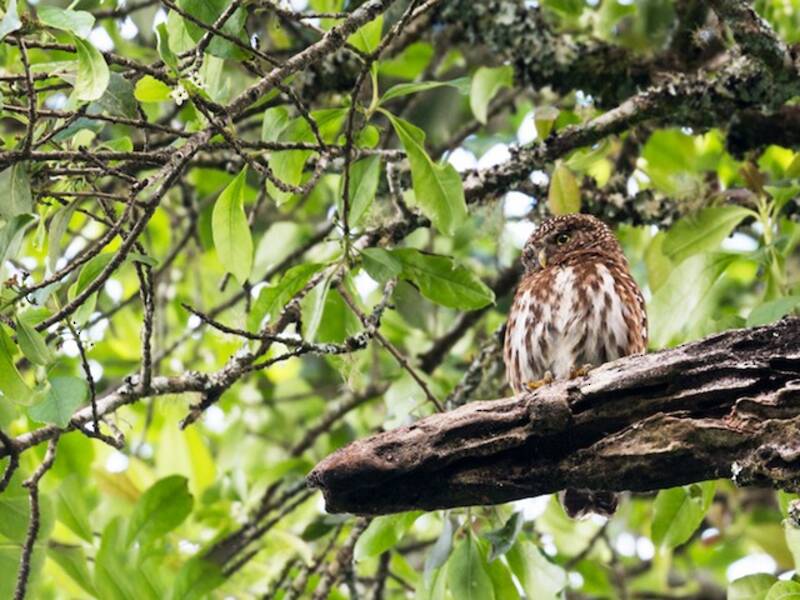 Yungas Pygmy-Owl, Photos 4