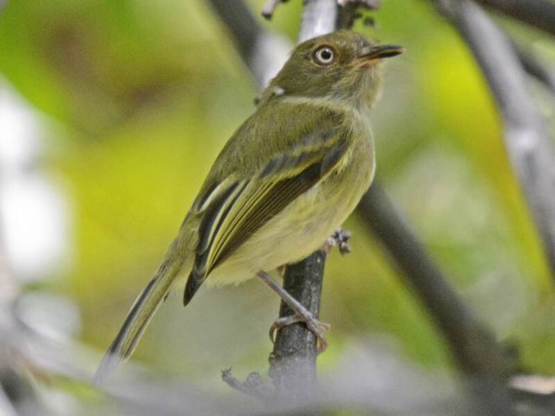 Yungas Tody-Tyrant, Photos 4