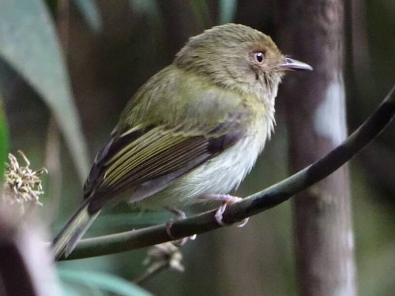 Yungas Tody-Tyrant, Photos 2