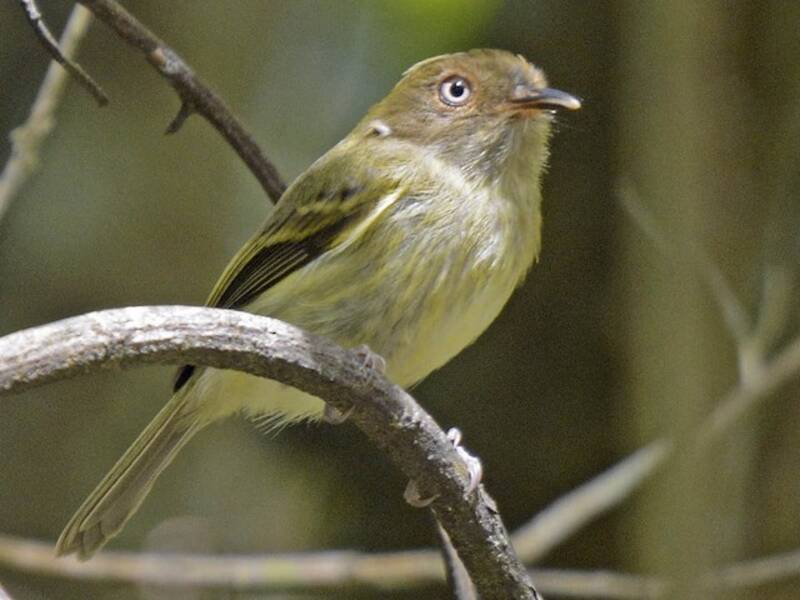 Yungas Tody-Tyrant, Photos 3