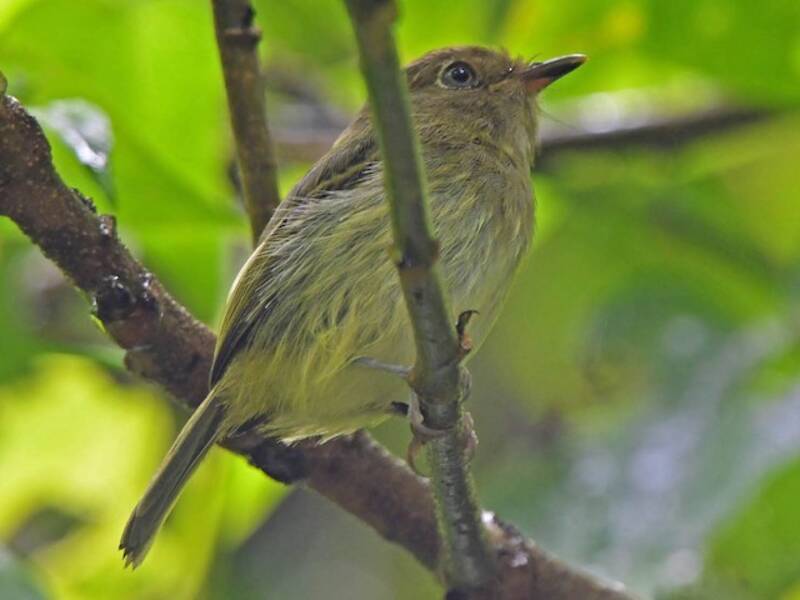 Yungas Tody-Tyrant