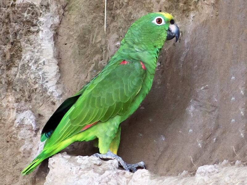 Amazone à front jaune, Photos 4