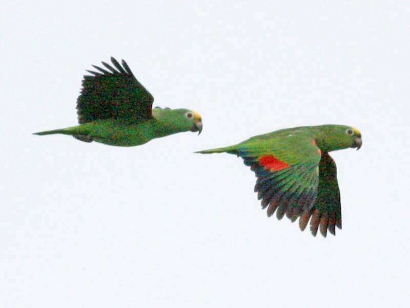 Amazone à front jaune, Photos 3