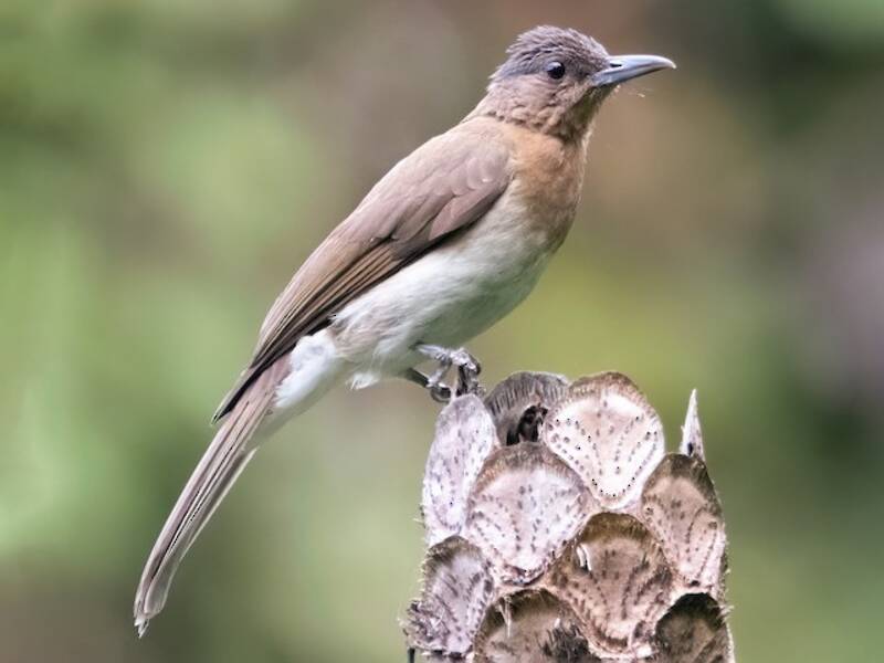 Bulbul de Zamboanga, Fotos 3