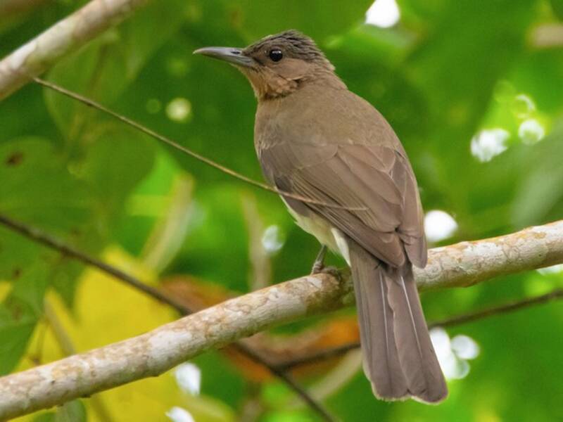 Bulbul de Zamboanga, Fotos 2