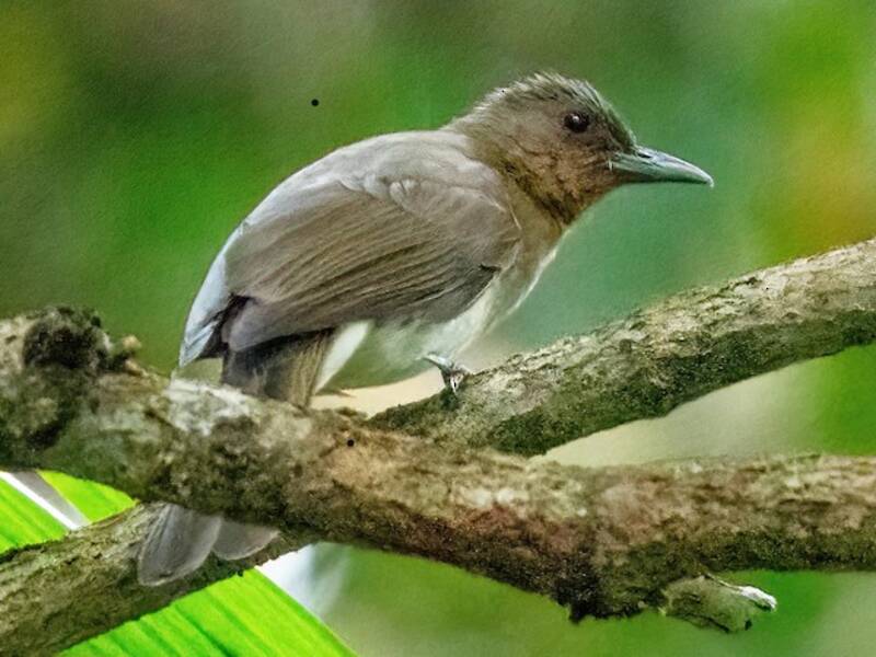 Bulbul de Zamboanga
