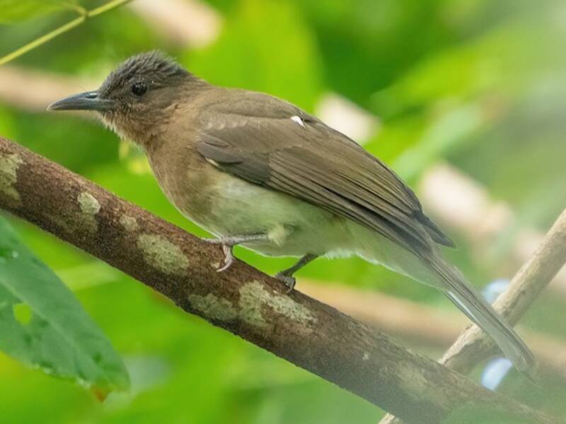 Bulbul de Zamboanga, Fotos 4