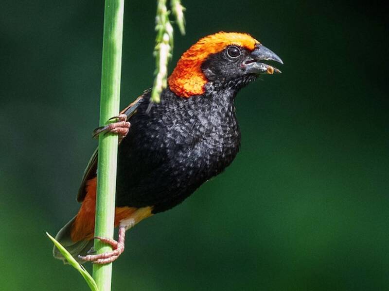 Zanzibar Red Bishop