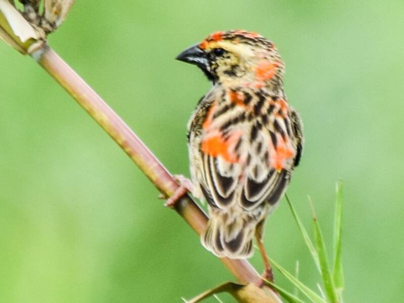 Obispo Rojo de Zanzíbar, Fotos 3
