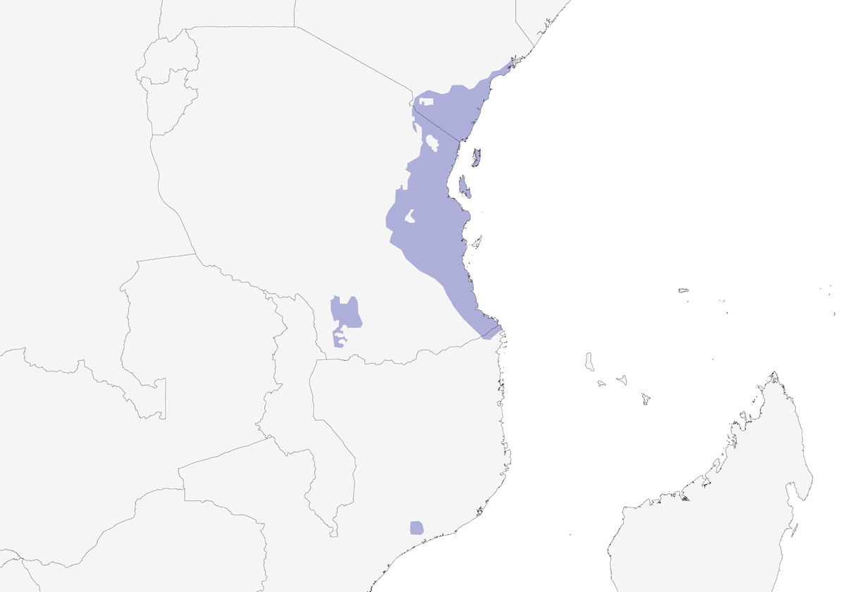 Obispo Rojo de Zanzíbar, Distribución 1