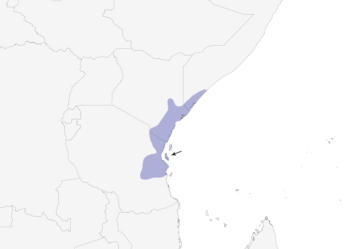 Zanzibar Boubou, 分布 1