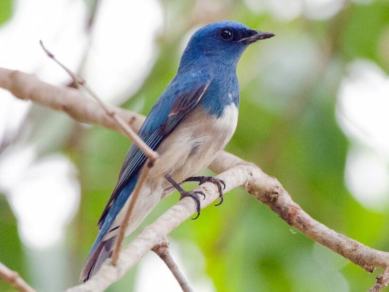 Zappey's Flycatcher, 照片 4