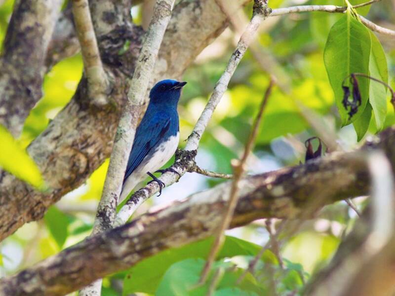 Zappey's Flycatcher, 照片 3