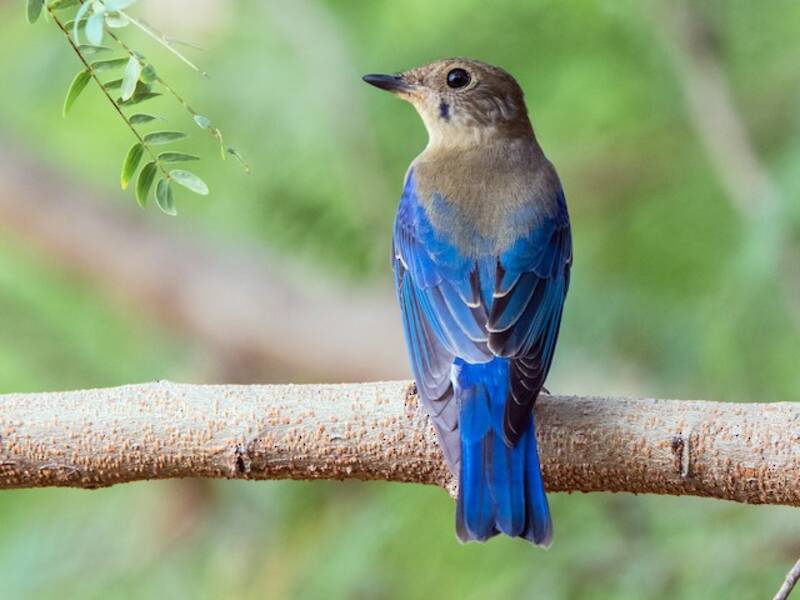 Zappey's Flycatcher, 照片 2