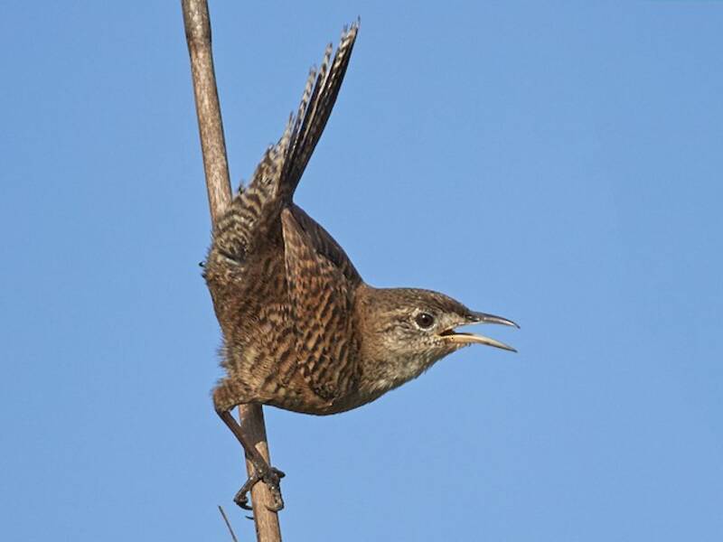 Zapata Wren, Photos 3