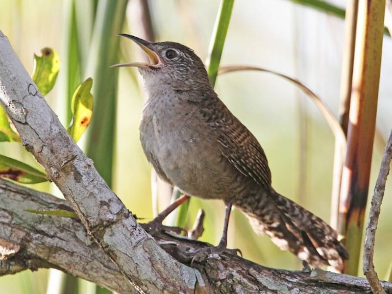 Zapata Wren, Photos 2