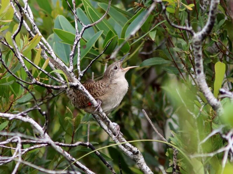Zapata Wren, Photos 4