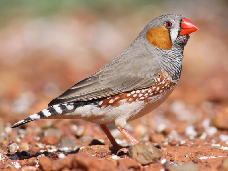 Zebra Finch, 照片 3